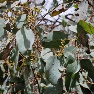 Eucalyptus polyanthemos subsp. polyanthemos at Boorowa, NSW - 21 Sep 2024