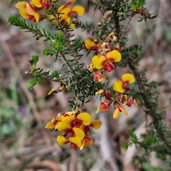 Dillwynia phylicoides (A Parrot-pea) at Boorowa, NSW - 21 Sep 2024 by trevorpreston