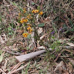 Dillwynia phylicoides at Boorowa, NSW - 21 Sep 2024