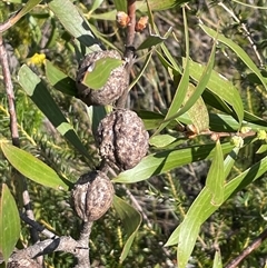 Hakea sp. at Porters Creek, NSW - 21 Sep 2024 by Clarel