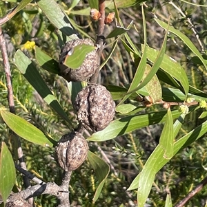 Hakea dactyloides at Porters Creek, NSW - 21 Sep 2024 01:40 PM