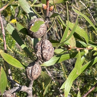 Hakea dactyloides (Finger Hakea) at Porters Creek, NSW - 21 Sep 2024 by Clarel