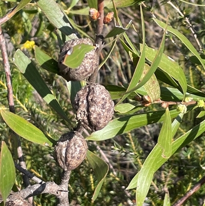 Hakea sp. at Porters Creek, NSW - 21 Sep 2024 by Clarel