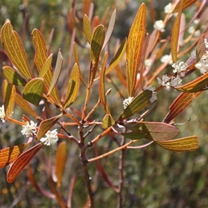 Hakea dactyloides at Porters Creek, NSW - 21 Sep 2024