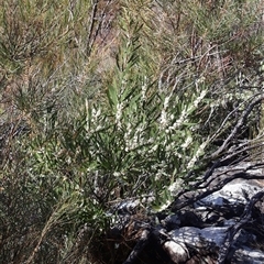 Hakea dactyloides at Porters Creek, NSW - 21 Sep 2024