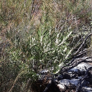 Hakea dactyloides at Porters Creek, NSW - 21 Sep 2024 01:40 PM