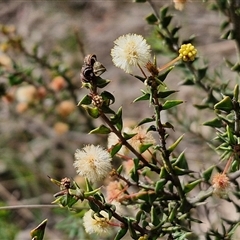 Acacia gunnii (Ploughshare Wattle) at Boorowa, NSW - 21 Sep 2024 by trevorpreston