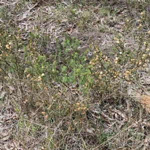 Acacia gunnii at Boorowa, NSW - 21 Sep 2024