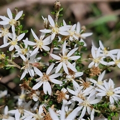 Olearia microphylla (Olearia) at Boorowa, NSW - 21 Sep 2024 by trevorpreston