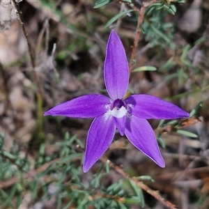 Glossodia major at Boorowa, NSW - suppressed