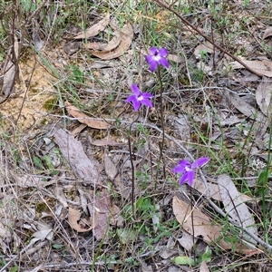 Glossodia major at Boorowa, NSW - 21 Sep 2024