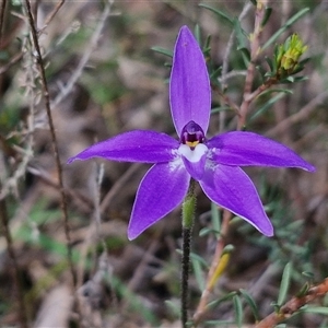 Glossodia major at Boorowa, NSW - 21 Sep 2024