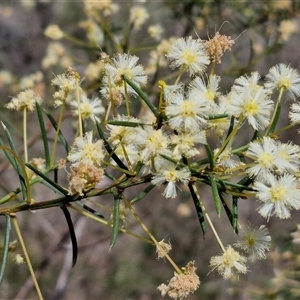 Acacia genistifolia at Boorowa, NSW - 21 Sep 2024