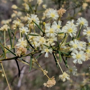 Acacia genistifolia at Boorowa, NSW - 21 Sep 2024