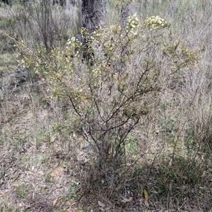 Acacia genistifolia at Boorowa, NSW - 21 Sep 2024 12:43 PM