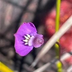 Utricularia uniflora (Single Bladderwort) at Porters Creek, NSW - 21 Sep 2024 by Clarel