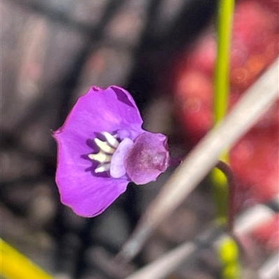 Utricularia uniflora at Porters Creek, NSW - 21 Sep 2024 by Clarel