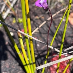 Utricularia uniflora at Porters Creek, NSW - 21 Sep 2024 01:23 PM