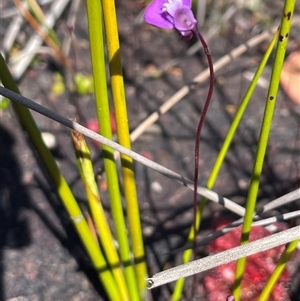 Utricularia uniflora at Porters Creek, NSW - 21 Sep 2024 01:23 PM