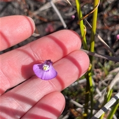 Utricularia uniflora at Porters Creek, NSW - 21 Sep 2024