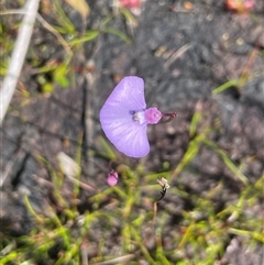 Utricularia uniflora at Porters Creek, NSW - 21 Sep 2024 01:23 PM