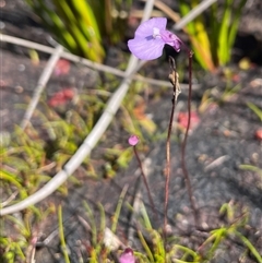 Utricularia uniflora at Porters Creek, NSW - 21 Sep 2024 01:23 PM