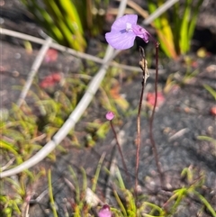 Utricularia uniflora at Porters Creek, NSW - 21 Sep 2024 01:23 PM
