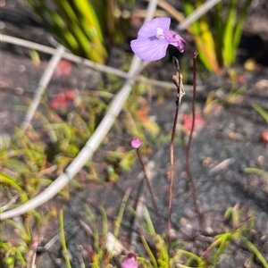 Utricularia uniflora at Porters Creek, NSW - 21 Sep 2024 01:23 PM