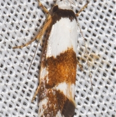 Zaphanaula hemileuca (A Gelechioid moth (Xyloryctidae)) at Sheldon, QLD - 8 Mar 2024 by PJH123