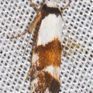 Zaphanaula hemileuca (A Gelechioid moth (Xyloryctidae)) at Sheldon, QLD by PJH123