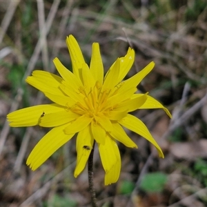 Microseris walteri at Boorowa, NSW - 21 Sep 2024