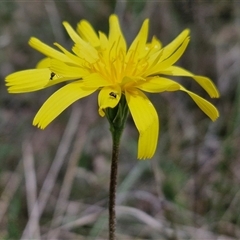 Microseris walteri at Boorowa, NSW - 21 Sep 2024