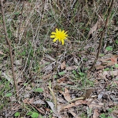 Microseris walteri at Boorowa, NSW - 21 Sep 2024