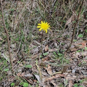 Microseris walteri at Boorowa, NSW - 21 Sep 2024