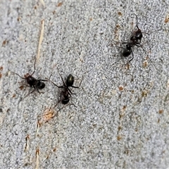 Unidentified Ant (Hymenoptera, Formicidae) at Wodonga, VIC - 20 Sep 2024 by KylieWaldon