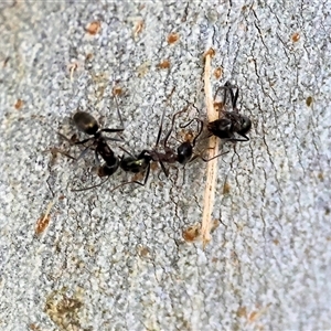 Iridomyrmex sp. (genus) at Wodonga, VIC - 21 Sep 2024 09:51 AM