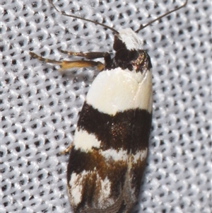 Zonopetala decisana (Zonopetala decisana) at Sheldon, QLD by PJH123