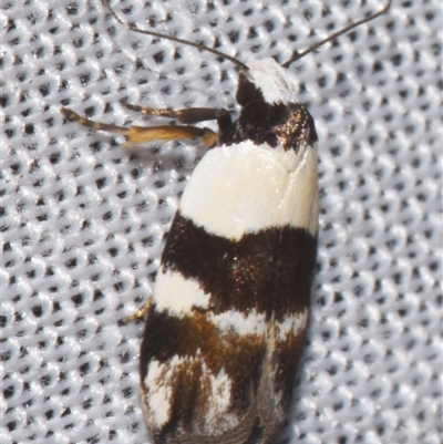 Zonopetala decisana (Zonopetala decisana) at Sheldon, QLD - 8 Mar 2024 by PJH123