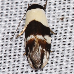 Zonopetala decisana at Sheldon, QLD - suppressed