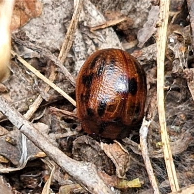 Trachymela sp. (genus) (Brown button beetle) at Boorowa, NSW - 21 Sep 2024 by trevorpreston