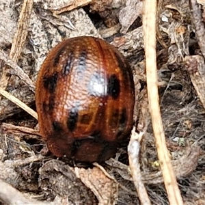 Trachymela sp. (genus) at Boorowa, NSW - 21 Sep 2024