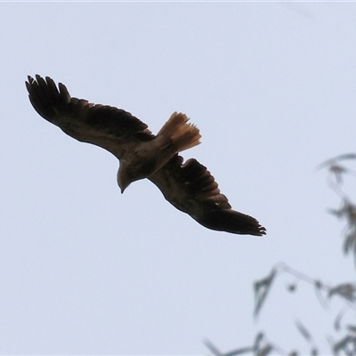 Haliastur sphenurus (Whistling Kite) at Wodonga, VIC - 21 Sep 2024 by KylieWaldon