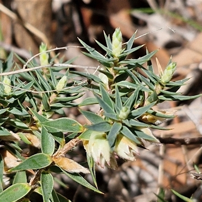 Melichrus urceolatus (Urn Heath) at Boorowa, NSW - 21 Sep 2024 by trevorpreston