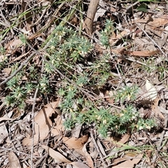 Melichrus urceolatus at Boorowa, NSW - 21 Sep 2024 12:40 PM