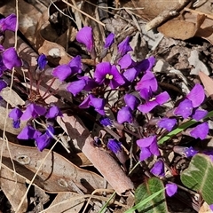 Hardenbergia violacea (False Sarsaparilla) at Boorowa, NSW - 21 Sep 2024 by trevorpreston