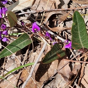 Hardenbergia violacea at Boorowa, NSW - 21 Sep 2024