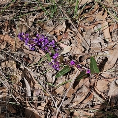 Hardenbergia violacea at Boorowa, NSW - 21 Sep 2024