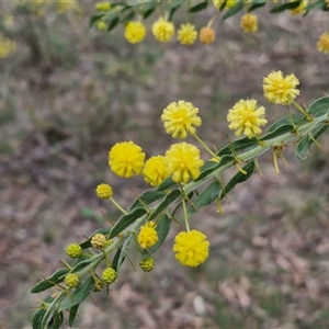 Acacia paradoxa at Boorowa, NSW - 21 Sep 2024