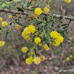 Acacia paradoxa at Boorowa, NSW - 21 Sep 2024