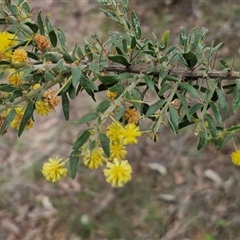 Acacia paradoxa at Boorowa, NSW - 21 Sep 2024